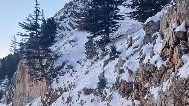 Yaban keçileri, yiyecek bulmak için Seydişehir-Antalya kara yoluna indi