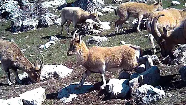 Yaban keçisi sürüsü fotokapanla görüntülendi