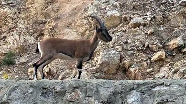 Yaban keçisini avlayan kişiye 661 bin lira ceza