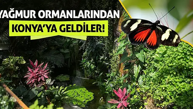 Yağmur Ormanlarından Konya'ya Geldiler!