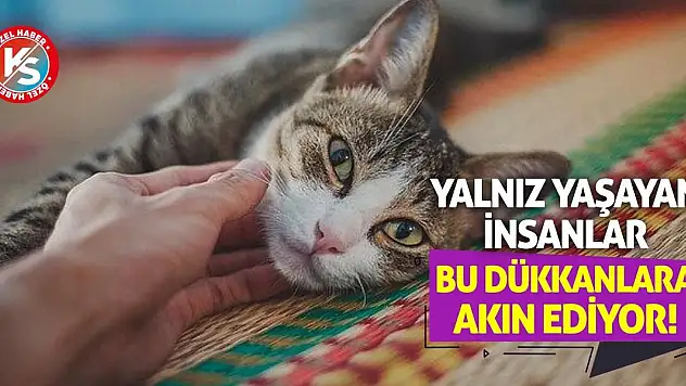 Yalnız yaşayan insanlar bu dükkanlara akın ediyor!