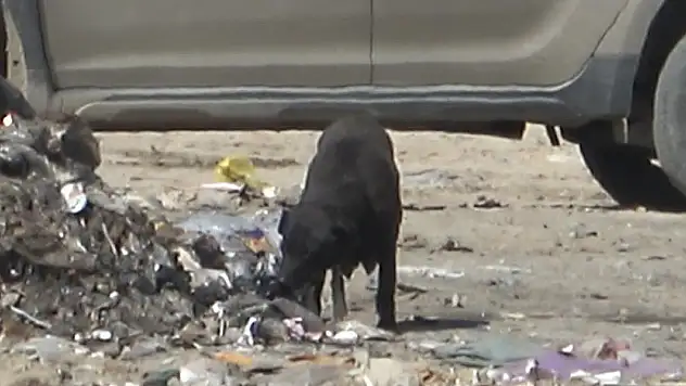 Yangında duygulandıran detay: Anne köpek dumanların içinde yavrularını aradı
