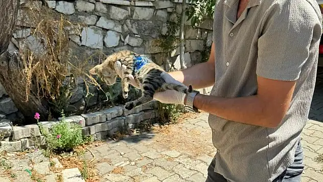 Yaralanan yavru kediye ilk müdahale yapıldı
