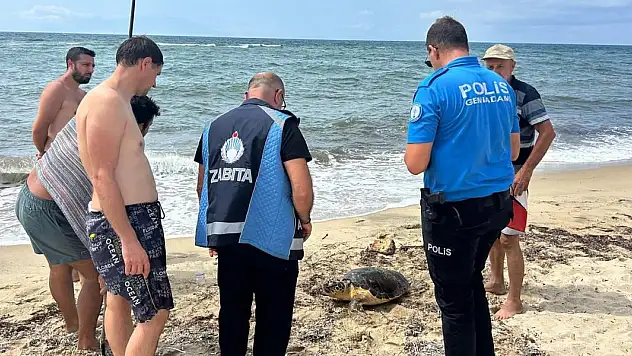 Yaralı caretta caretta tedaviye alındı
