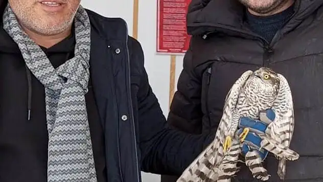 Yaralı halde bulunan atmaca tedavi edilecek