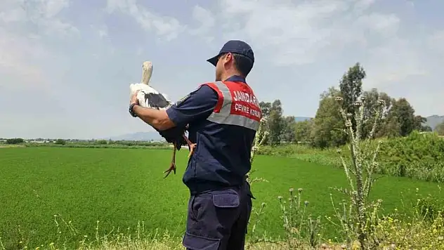 Yaralı leylek 3 aylık tedavi sonrası doğaya salındı
