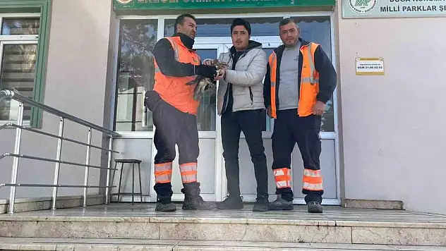 Yaralı şahin doğa koruma ekiplerine teslim edildi