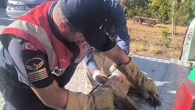 Yaralı tilki tedavi altına alındı