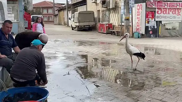 Yaren, diğer leylekleri de alıştırdı