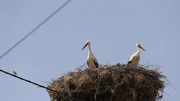 Yaren leyleğin yavruları göç yolculuğuna başladı