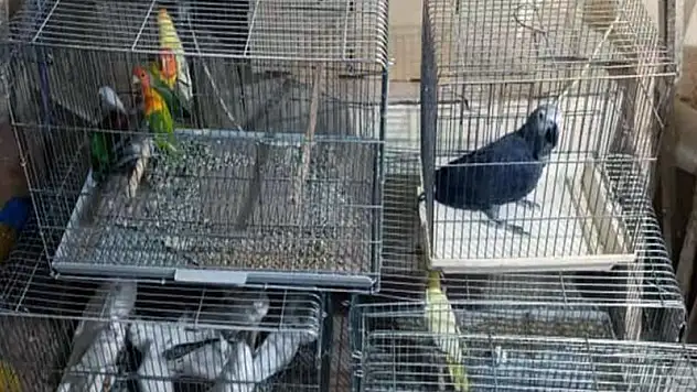 Yasa dışı yollarla yurda sokulan 21 papağan ele geçirildi