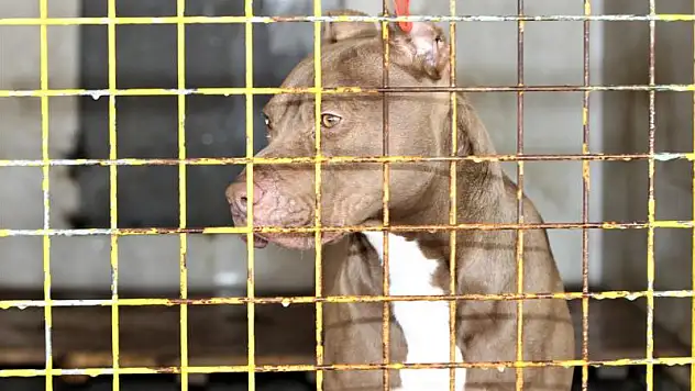 Yasaklı ırk köpeği beslemek pahalıya patladı!