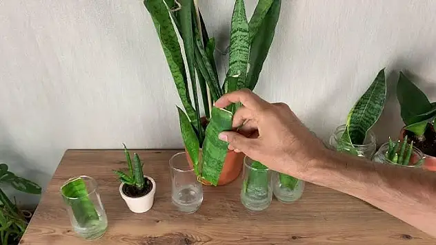 Yatak odası için en uygun çiçek. Birçok uzman mutlaka yatak odanıza koyun diyor