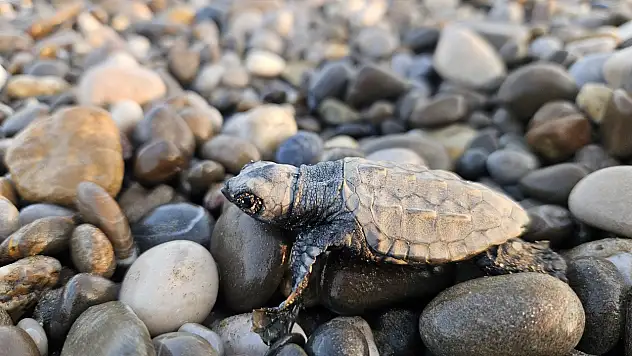 Yavru carettalar denizle buluşuyor