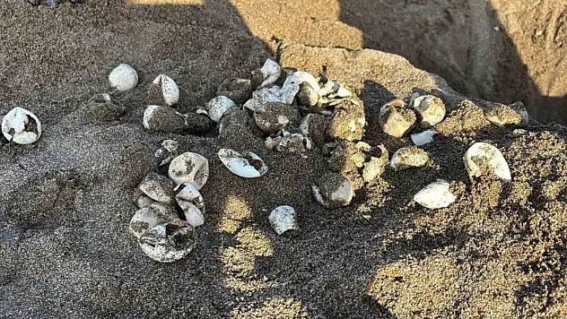 Yavru carettalar yumurtalardan çıkıp denizle buluştu