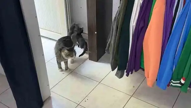 Yavru kedi mahsur kaldı, annesi kurtarılmasını bekledi