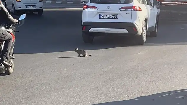 Yavru kedi trafikte sürücülere zor anlar yaşattı