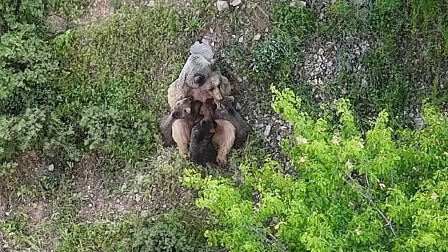 Yavrularını emziren ayı, dronla kaydedildi