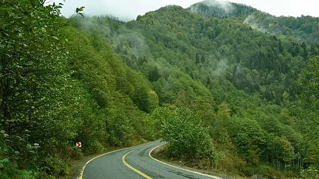 Yaygınlaşan terapi ormanları strese iyi gelecek