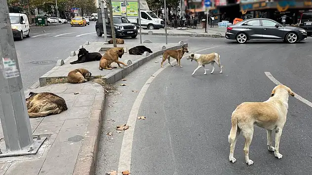 Yerel yönetimlere 'sahipsiz köpek' uyarısı