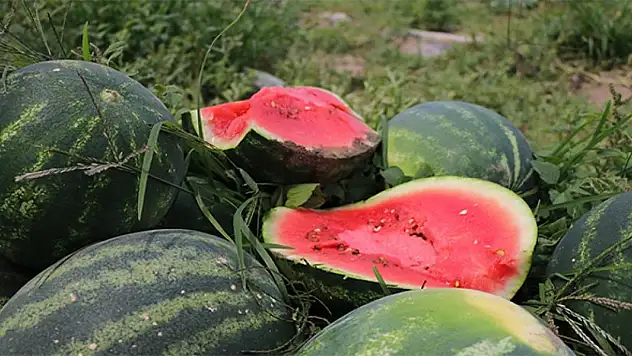 Yılların manavları bu sırları çok daha iyi biliyor. İyi karpuz seçmenin 5 yolu