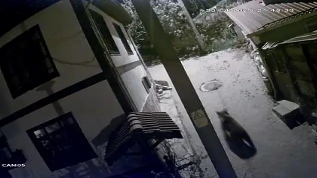 Yiyecek aramaya inen ayıyı köpekler kovaladı: O anlar kamerada