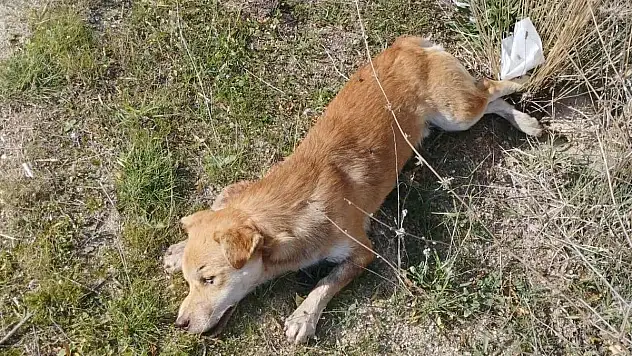 Yol kenarında ölü köpekler bulundu