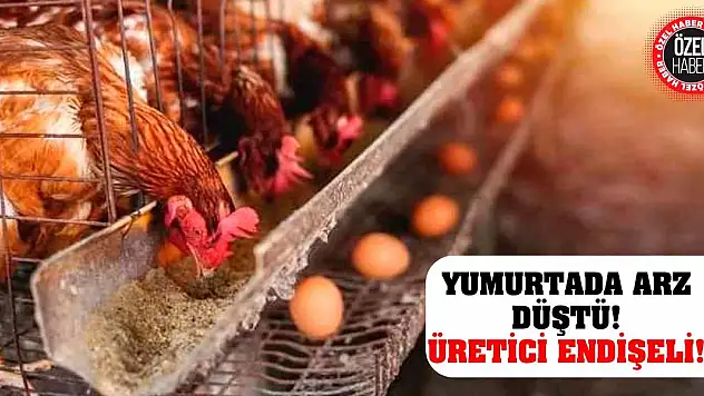 Yumurtada Arz Düştü! Üretici Endişeli!