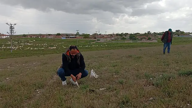 Yunak'ta dolaman mantarı sezonu başladı