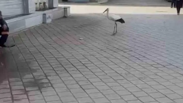Yusuf dayının leyleği 'Bilal' bu yıl da geldi