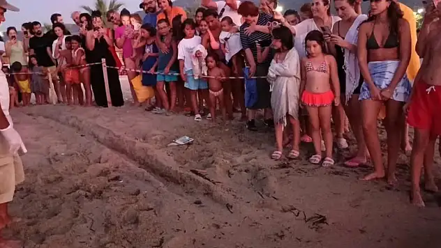 Yuvadan ilk yavru caretta carettalar denize ulaştı