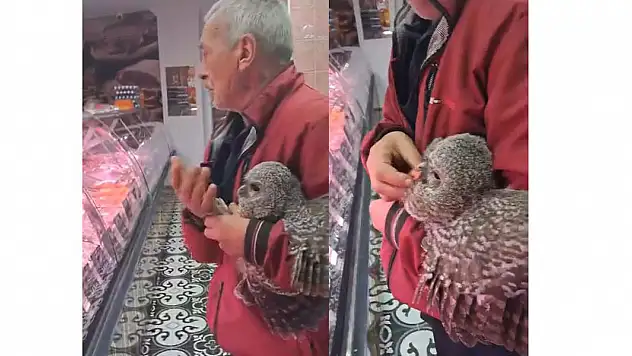Yuvasından düşen yavru baykuşu kasaba götürüp etle beslediler