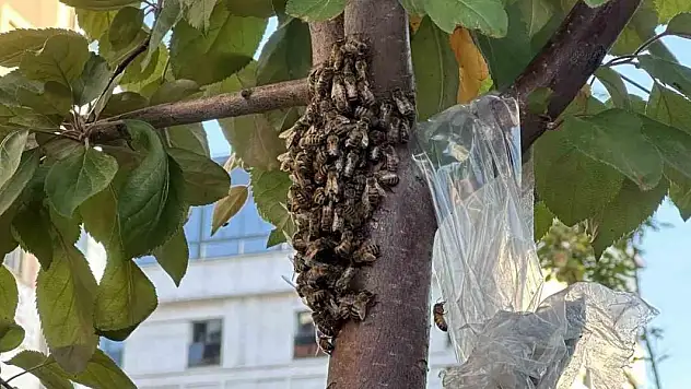 Yüzlerce bal arısı şehir merkezindeki parkı mesken tuttu
