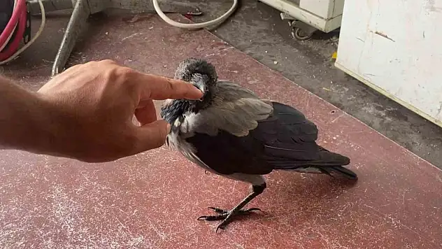 Zabıtalara misafir olan karganın kahvaltı keyfi