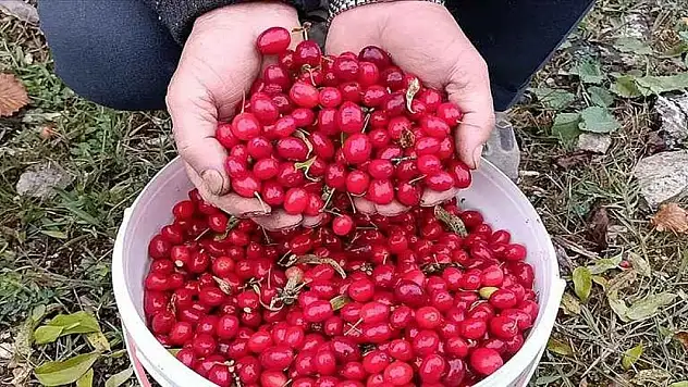 Zayıflamak için sadece bu meyveden almanız yeterli! 1 ayda 10 kilo verdiriyor!