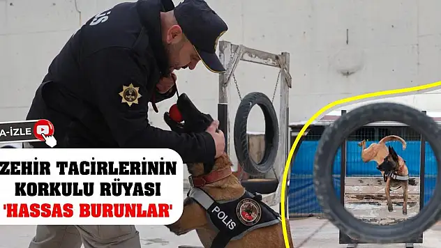 Zehir tacirlerinin korkulu rüyası 'Hassas burunlar'