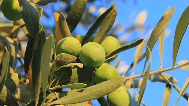 Zeytin alırken nelere dikkat etmeli?