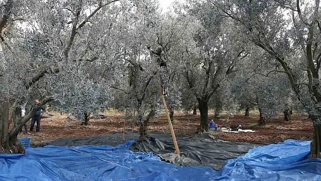Zeytin bol piyasalar beklemede...