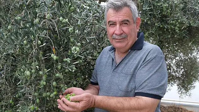 Zeytinde rekolte beklentisi düştü
