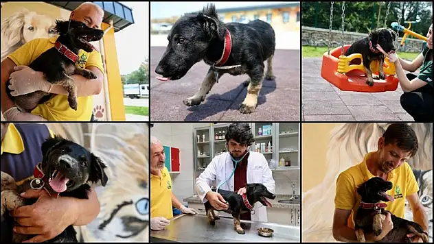Zifte Saplanan Yavru Köpek Hayata Döndü