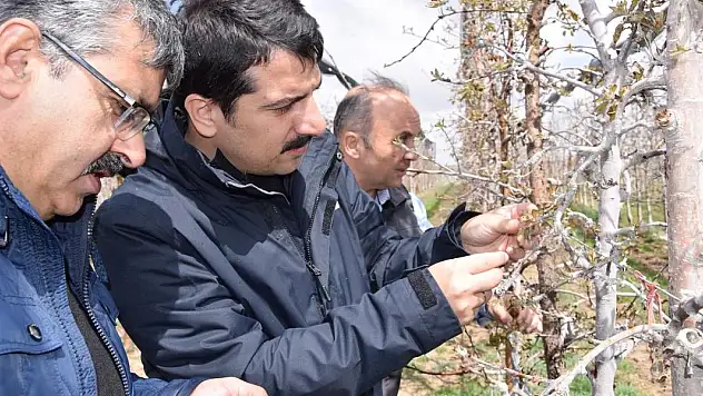 Zirai don sonrası tarım alanlarında incelemeler sürüyor