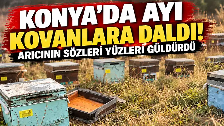 Ayı kovanları dağıttı, arıcının tepkisi şaşırttı! 'Ye oğlum, ye aslanım'