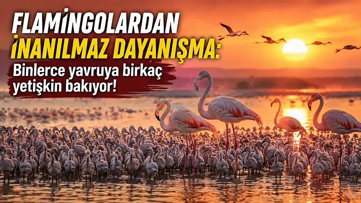 Flamingolardan inanılmaz dayanışma: Binlerce yavruya birkaç yetişkin bakıyor!