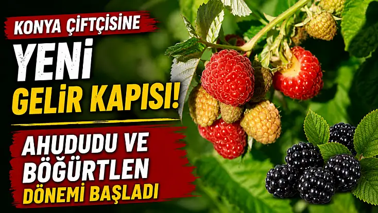 Konya çiftçisine yeni gelir kapısı! Ahududu ve böğürtlen dönemi başladı