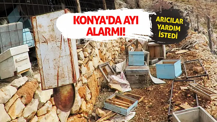 Konya'da ayı alarmı! Arıcılar yardım istedi