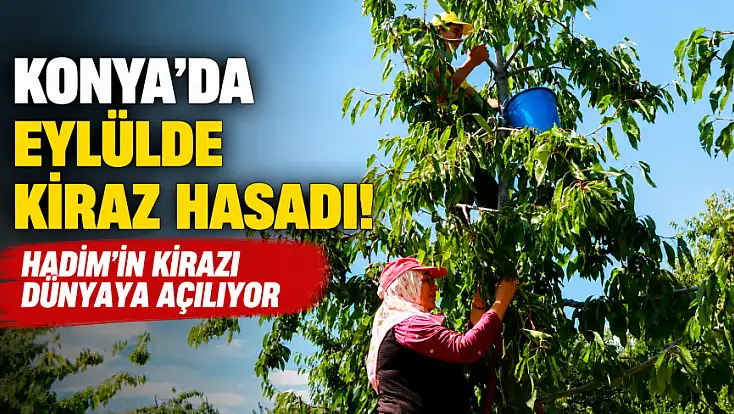 Konya’da eylülde kiraz hasadı! Hadim’in kirazı dünyaya açılıyor
