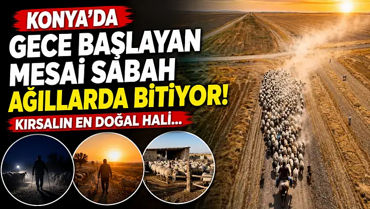 Konya'da gece başlayan mesai sabah ağıllarda bitiyor! Kırsalın en doğal hali...
