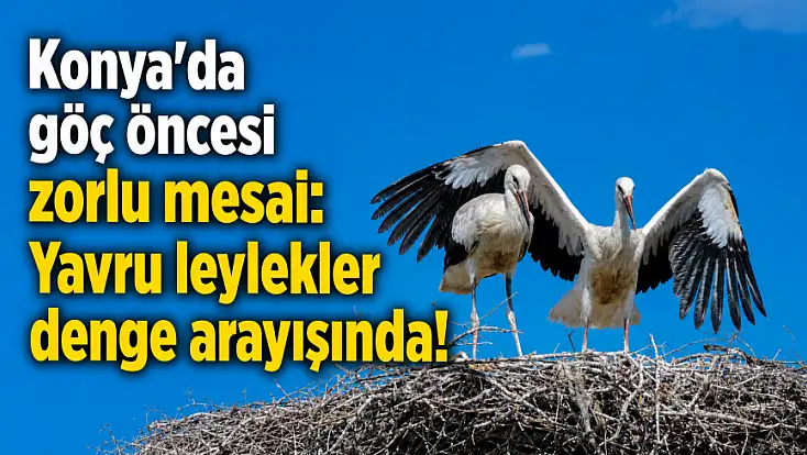Konya'da göç öncesi zorlu mesai: Yavru leylekler denge arayışında!