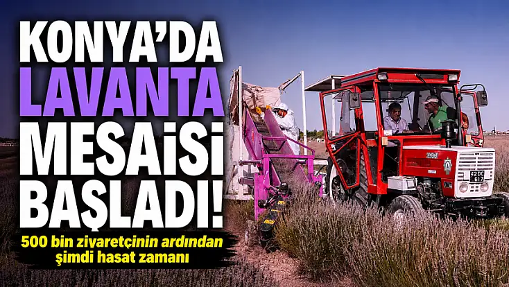 Konya’da lavanta mesaisi başladı! 500 bin ziyaretçinin ardından şimdi hasat zamanı