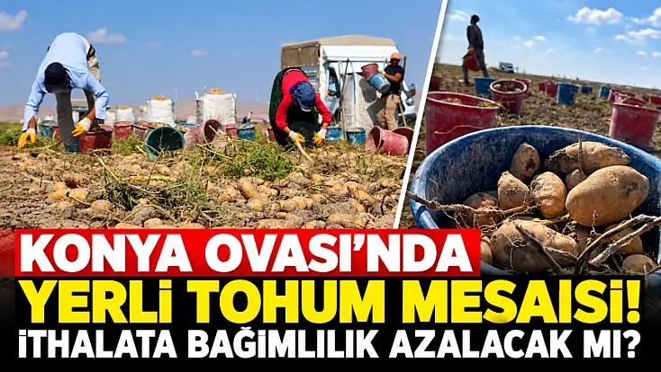 Konya’da patates için yeni dönem! Gözler yerli tohuma çevrildi